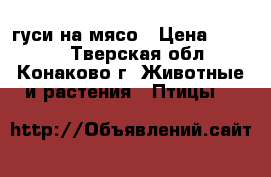 гуси на мясо › Цена ­ 2 500 - Тверская обл., Конаково г. Животные и растения » Птицы   